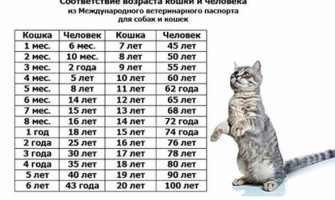 Kassi ja inimese vanus