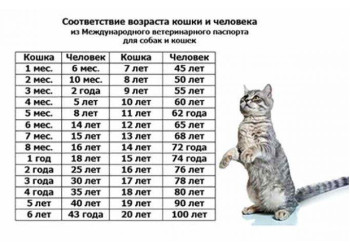 Возраст кошки и человека