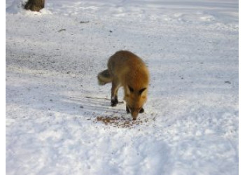 Гостья из леса