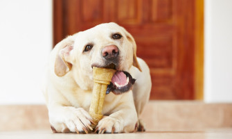 Should dogs be given bones?