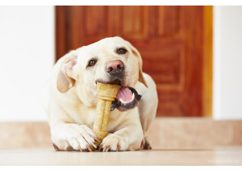 Давать ли кости собакам?