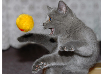 Городские кошки