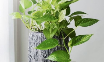 Kasside jaoks mürgised taimed