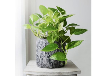 Растения, ядовитые для кошек