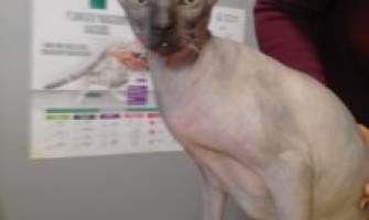 Гематома ушной раковины