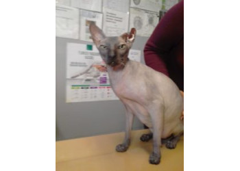 Гематома ушной раковины