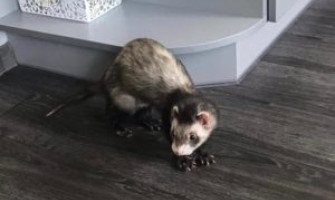 Спасение хорька