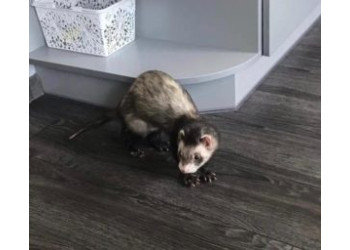 Спасение хорька