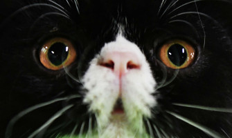 Спасение 11-летней кошки