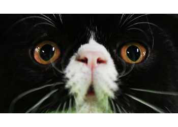 Спасение 11-летней кошки