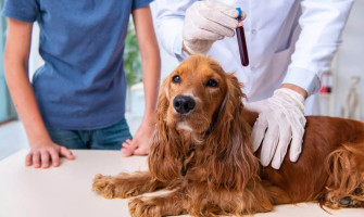 Новые требования для транспортировки животных из России и Беларуси