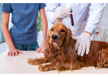 Новые требования для транспортировки животных из России и Беларуси