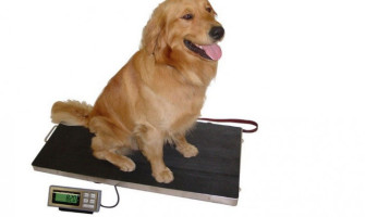 Весонаблюдение для животных!