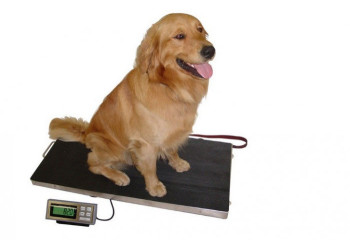 Весонаблюдение для животных!