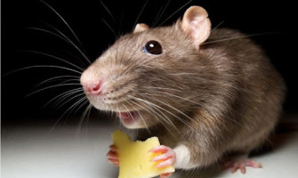 Физиологические показатели грызунов