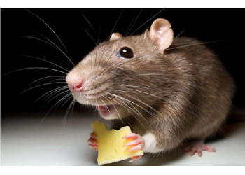 Физиологические показатели грызунов